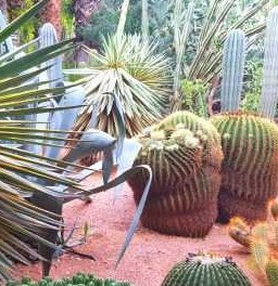 exotische_pflanzen_yucca_kakteen