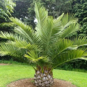 Honigpalme (Jubaea chilensis)
