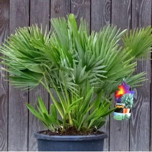 Kompakte Zwergpalme (Chamaerops humilis vulcano)
