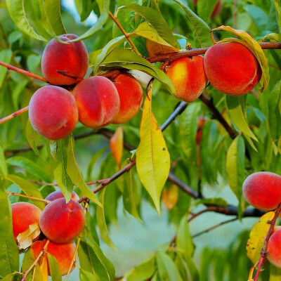 Mediterrane Fruchtpflanzen
sind...