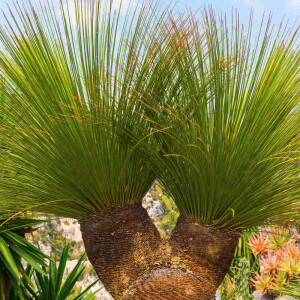 Gesägter Rauschkopf (Dasylirion serratifolium)