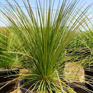 Mexikanischer Grasbaum (Dasylirion longissimum)