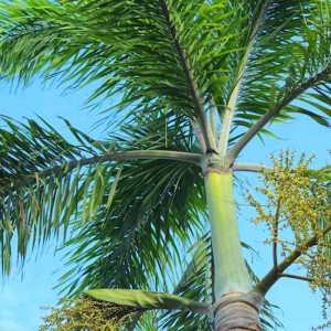 Bangalowpalme (Archontophoenix cunninghamiana)