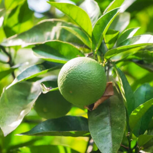 Caipirinha Limette (Citrus latifolia)