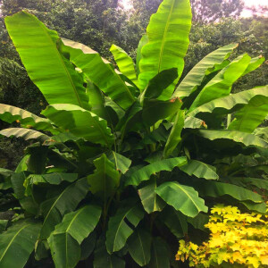 Zwerg-Essbanane (Musa-cavendish)