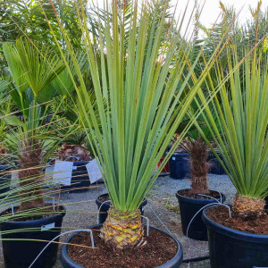 Blauer Bärengrasbaum (Nolina nelsonii)