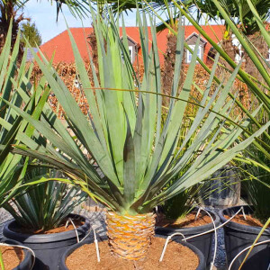 Kanarischer Drachenbaum (Dracaena draco)