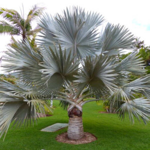 Bismarckpalme (Bismarckia nobilis)