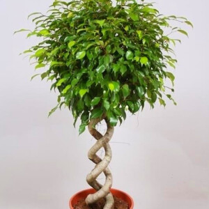 Birkenfeige (Ficus benjamina)
