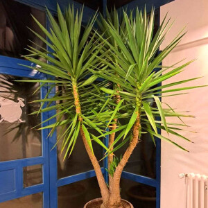 Riesen Palmlilie (Yucca elephantipes)