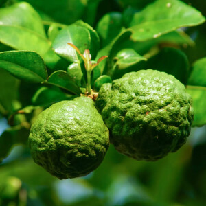 Kaffir Limette (Citrus hystrix)