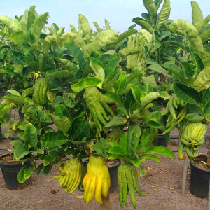 Buddhas-Hand-Zitrone (Citrus medica 'Digitata')