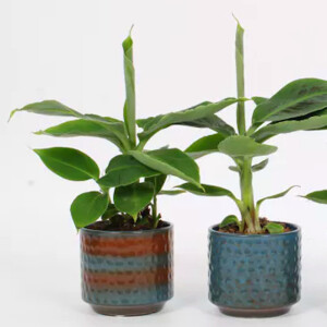 Zierbanane Tropicana (Musa-tropicana)