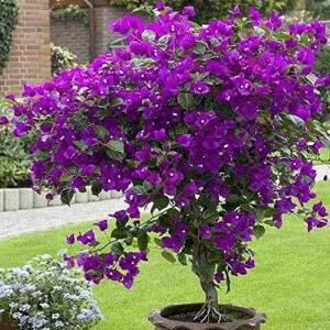 Drillingsblume (Bougainvillea)