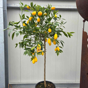 Limequat (Citrus floridana)