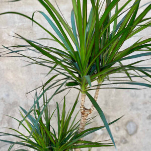 Gerandeter Drachenbaum (Dracaena marginata)