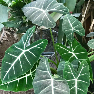 Elefantenohr (Alocasia macrorrhiza)
