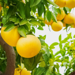 Grapefruit (Citrus paradisi)