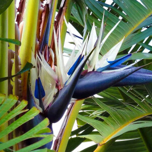 Weiße Strelizie (Strelitzia augusta)