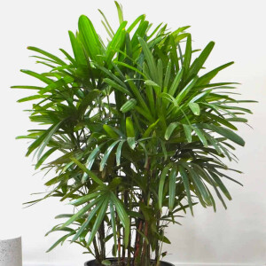 Steckenpalme (Rhapis excelsa)