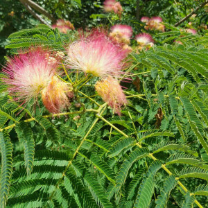 Seidenbaum (Albizia julibrissin)