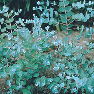 Mostgummi-Eukalyptus (Eukalyptus gunnii)