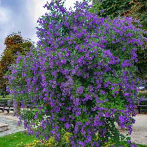 Enzianstrauch (Solanum rantonnetii)