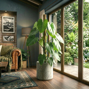 Baumfreund (Philodendron)