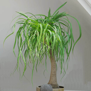 Elefantenfuß (Beaucarnea recurvata)