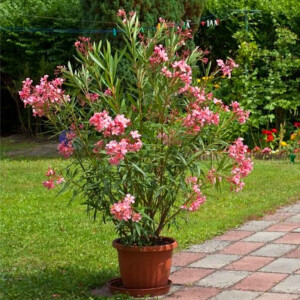 Oleander (Nerium oleander)
