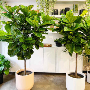 Geigenfeige (Ficus lyrata)
