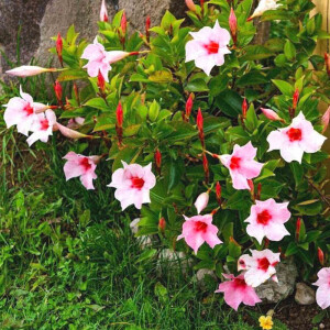 Dipladenie (Dipladenia)