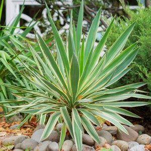 Kerzen-Palmlilie (Yucca Gloriosa)