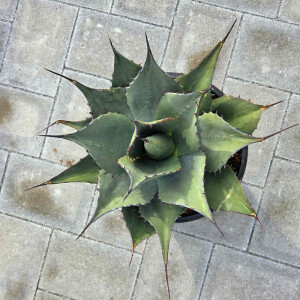 Agave havardiana