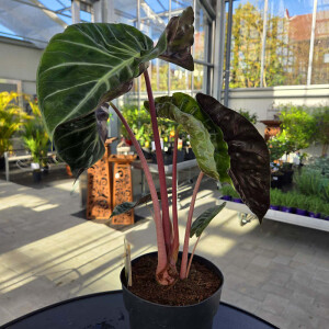 Alocasia Pink Dragon