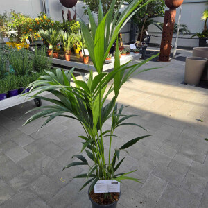 Kentiapalme (Howea forsteriana)