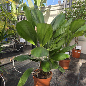 Großblättrige Strahlenpalme (Licuala grandis)