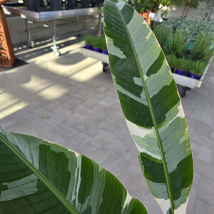 Musa Florida variegata