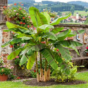 Darjeeling-Banane 'Ever Red' (Musa sikkimensis 'Ever Red')