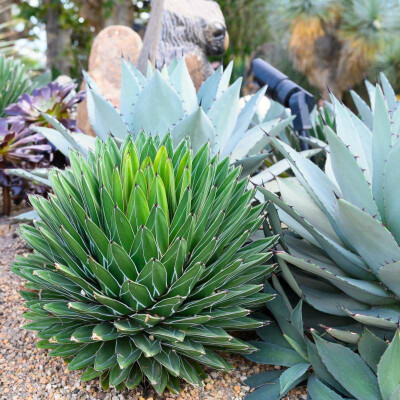      Yuccas und Agaven      

  sind beides...