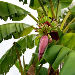 Bananenpflanzen