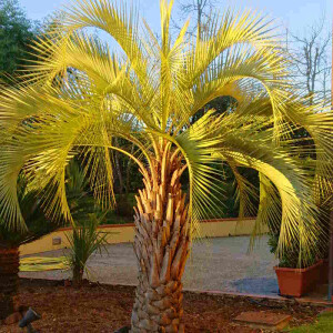 Geleepalme (Butia capitata)