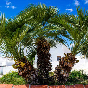 Zwergpalme (Chamaerops humilis)