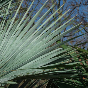 Blaue Zwergpalme (Chamaerops humilis cerifera)