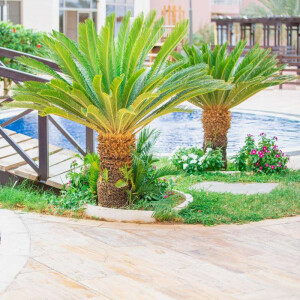 Japanischer Sagopalmfarn (Cycas revoluta)