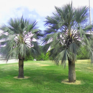Blaue Hesperidenpalme (Brahea armata)