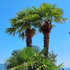 Chinesische Hanfpalme (Trachycarpus fortunei)