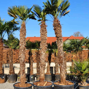 Wagners Hanfpalme (Trachycarpus wagnerianus)