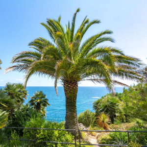 Kanarische Dattelpalme (Phoenix canariensis)
