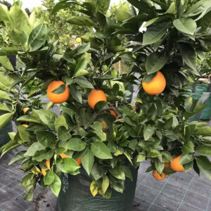 Orangenbaum (Citrus sinensis)
